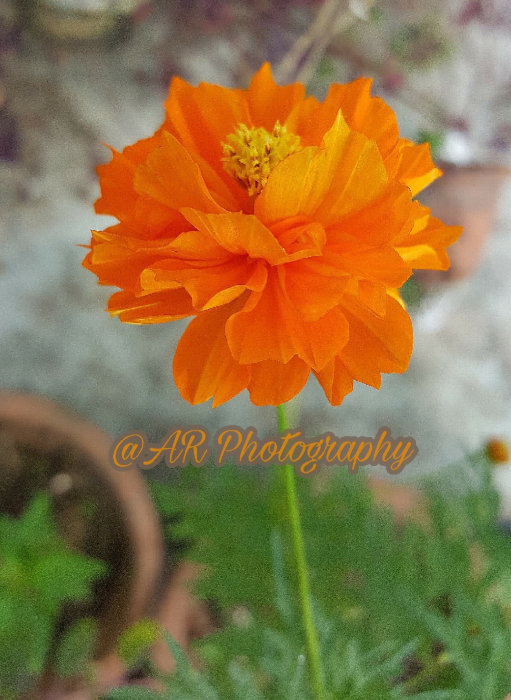 Garden Series – Maanganaari