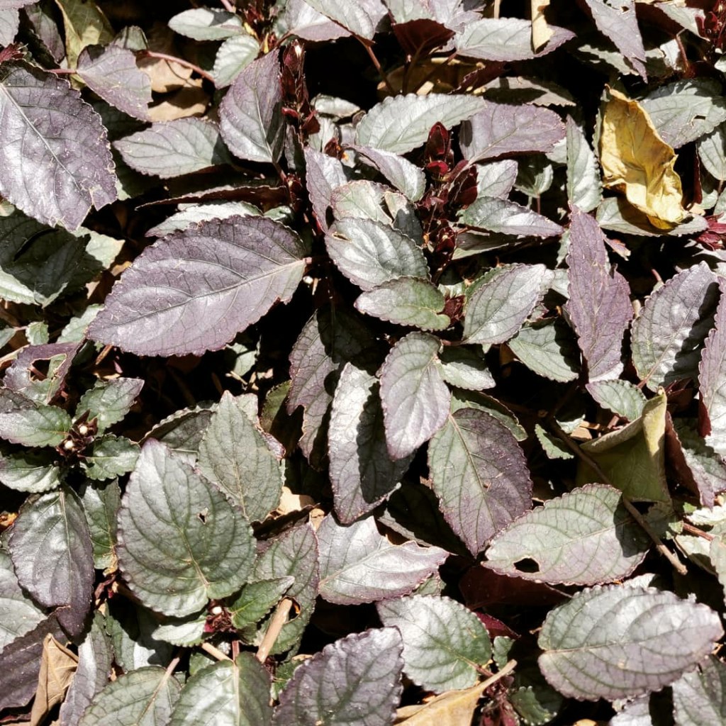 Gardening series – Red flame Ivy