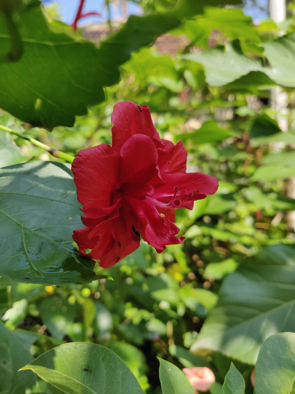Hibiscus Flower Stir&nbsp;Fry
