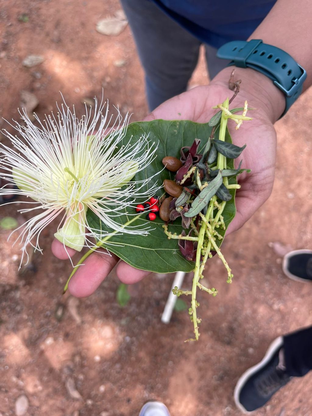 Botanical Wonders Unveiled : Medicinal Plant&nbsp;Walk