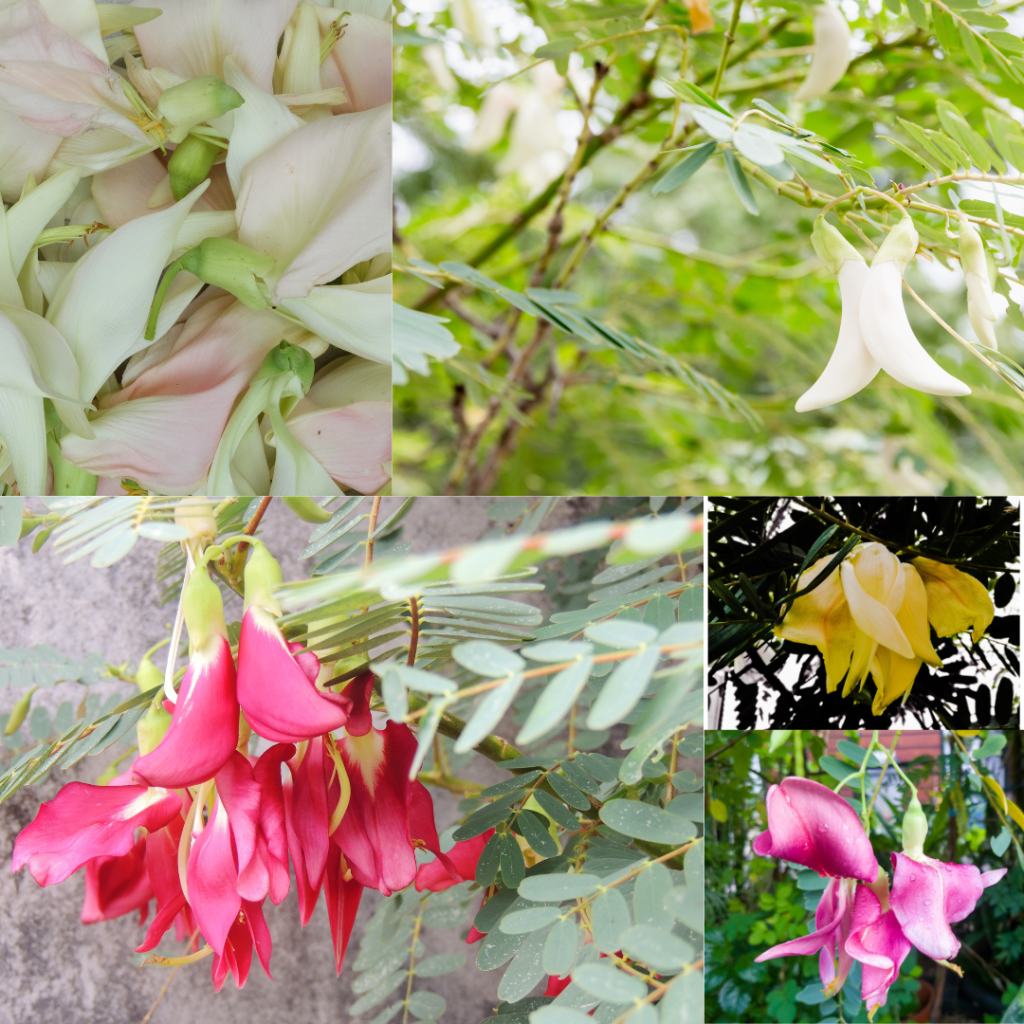 Edible green Series – Agathi&nbsp;cheera