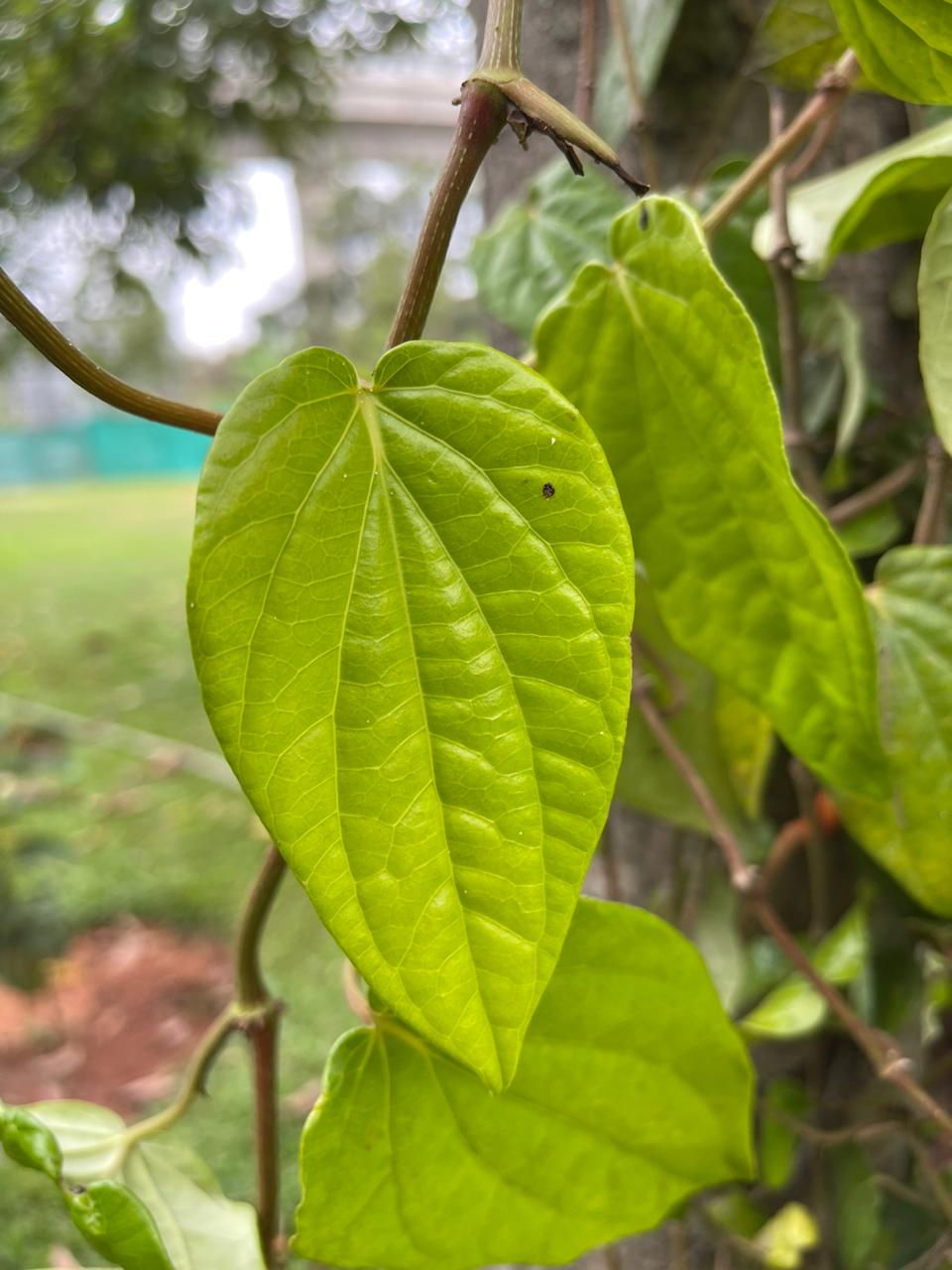 Betel Leaf Near Menull
