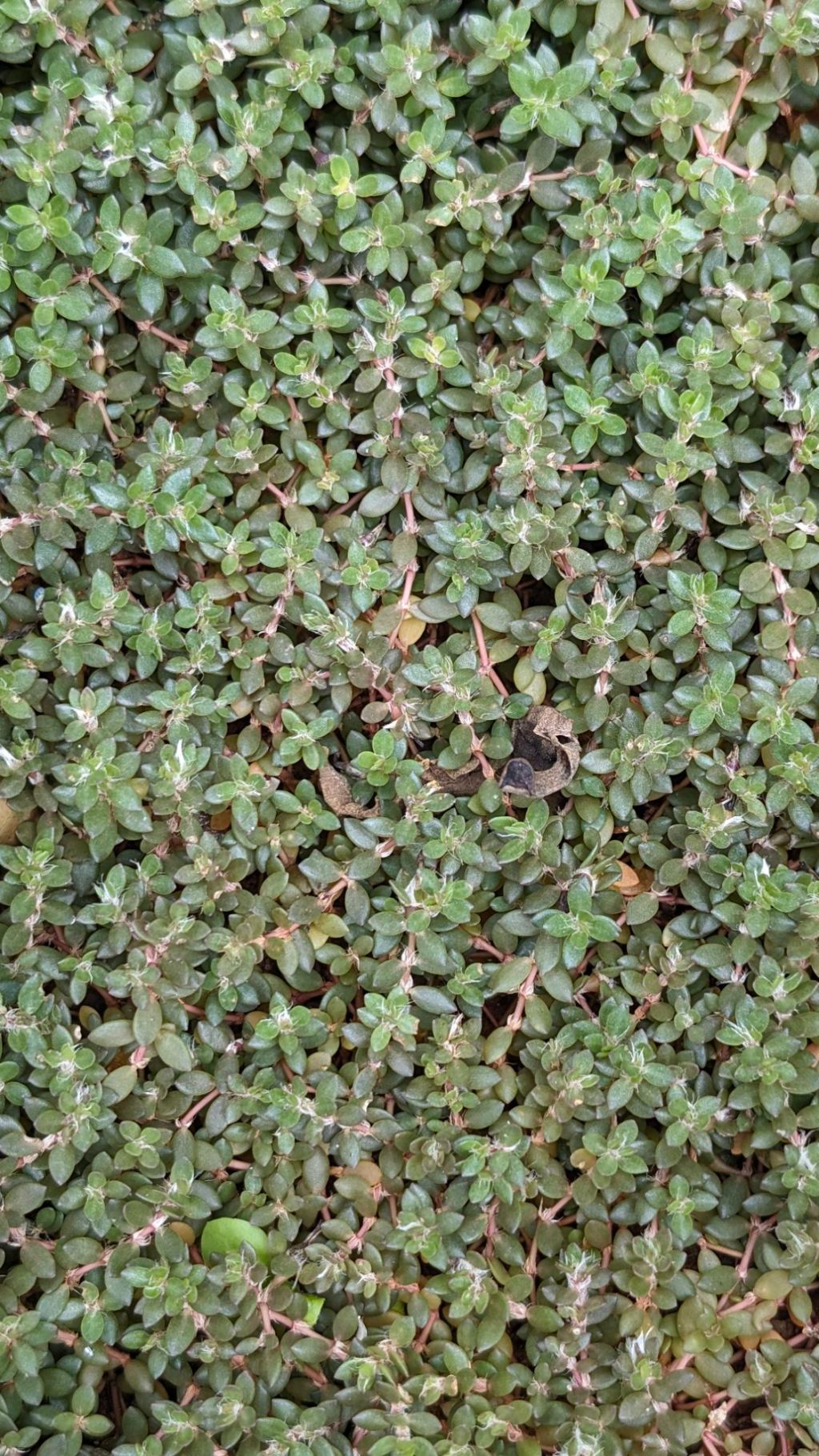 Edible Green Series: Wild&nbsp;Purslane