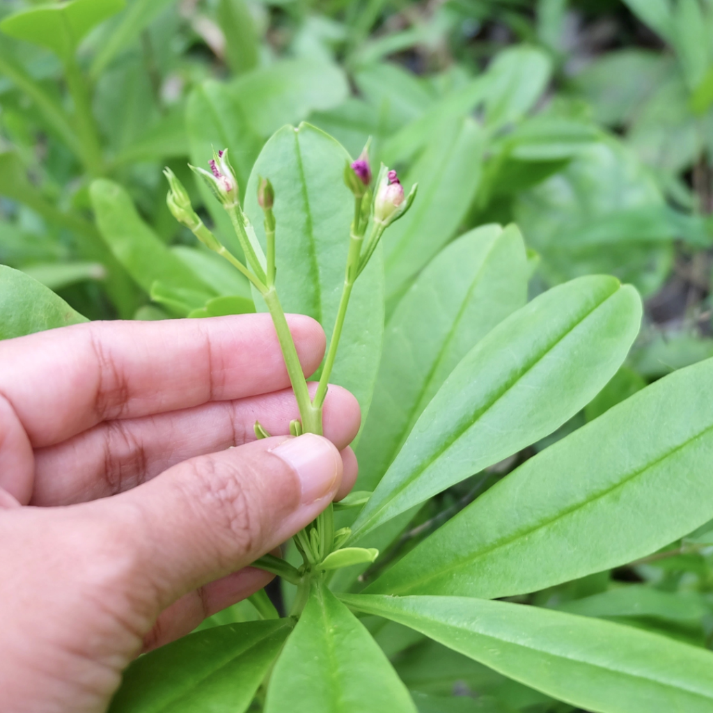 Edible Greens Series – Ceylon&nbsp;Spinach