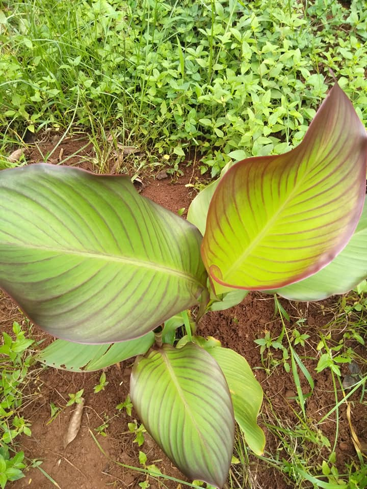 Rooted in Nutrition Series 5: Edible&nbsp;Canna