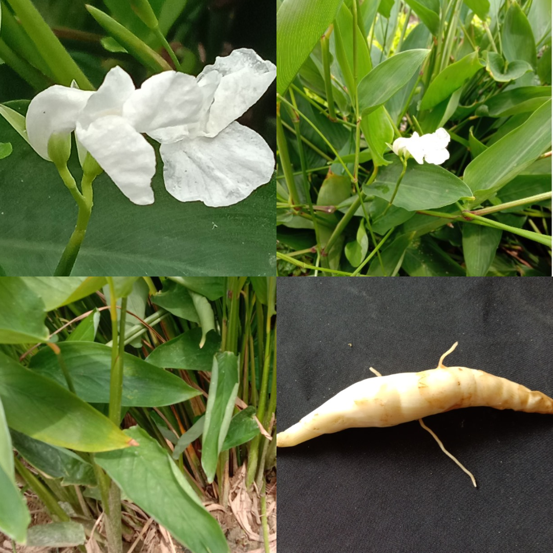 Rooted in Nutrition Series 4: Arrowroot – MY LITTLE THOUGHTS LANE