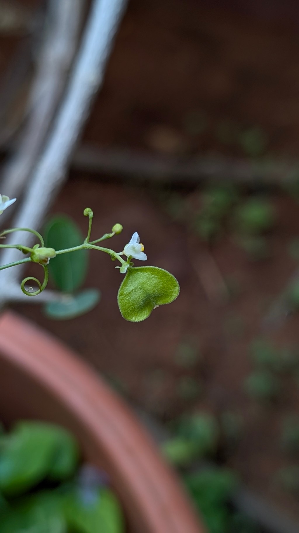 Edible Greens Series – Balloon&nbsp;vine