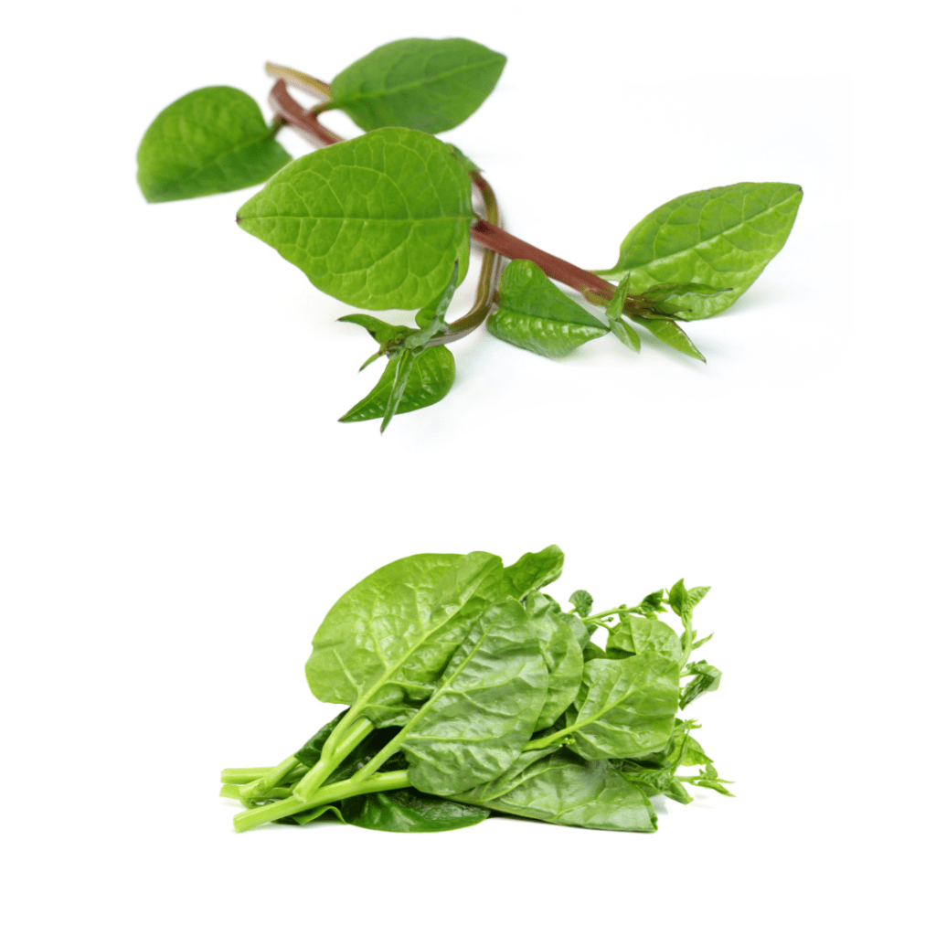 Edible Greens Series – Ceylon Spinach/Basella&nbsp;alba