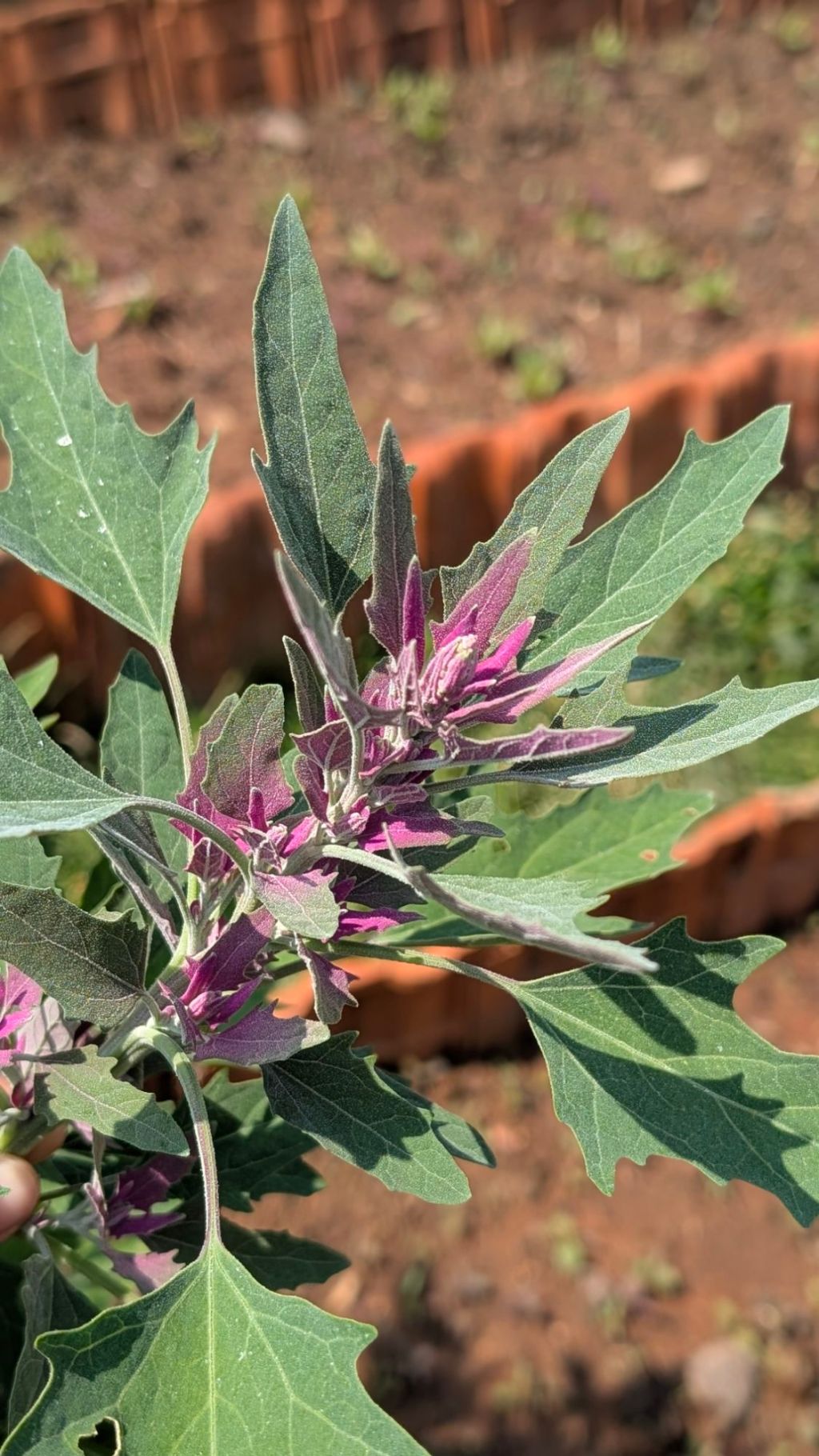 Chenopodium species & Atriplex hortensis- Bathua/Goosefoot